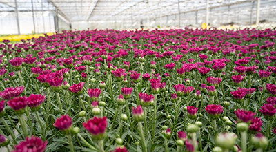 EMERGENZA CORONAVIRUS - RIAPERTURA MERCATO FLORICOLO DI TAVIANO