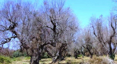 XYLELLA FASTIDIOSA