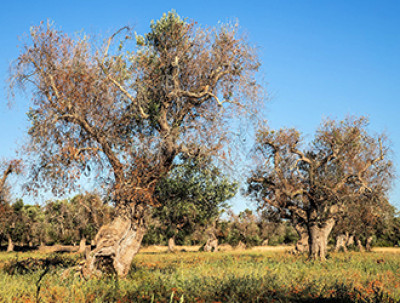 Contributo per Danni da Xylella Fastidiosa - Anno 2020